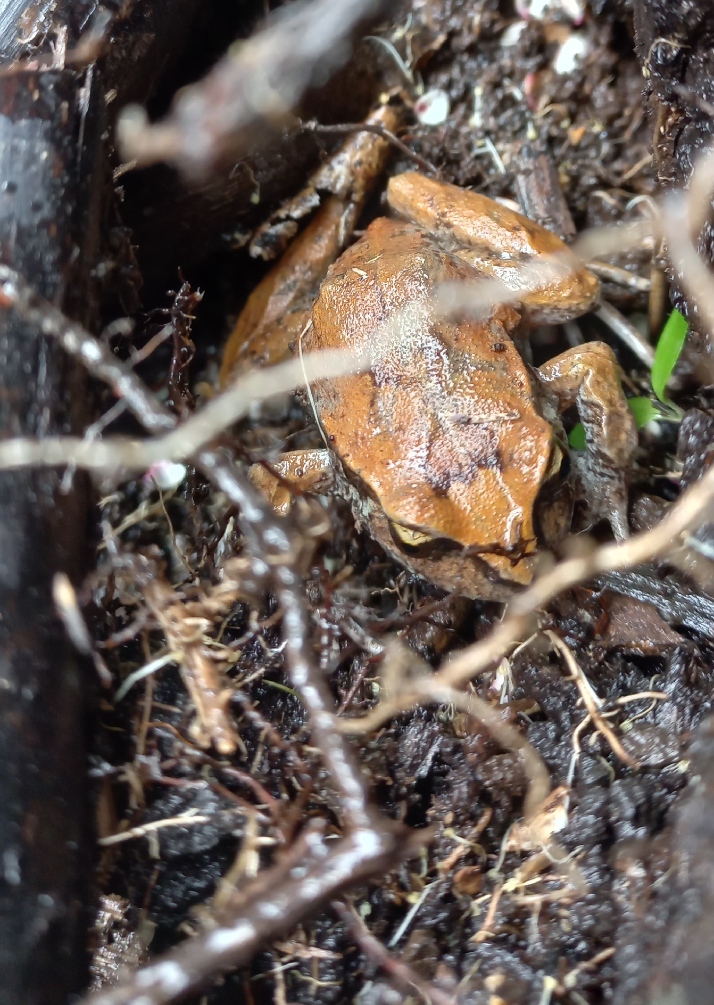 Eupsophus calcaratus (Günther, 1881)