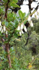 Escallonia rubra macrantha