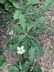 Jaborosa runcinata