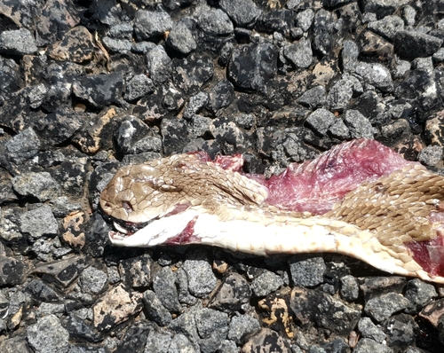 Speckled Brown Snake sighting