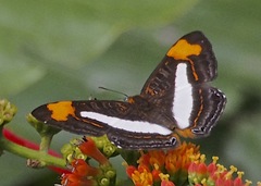 Synargis phliasus