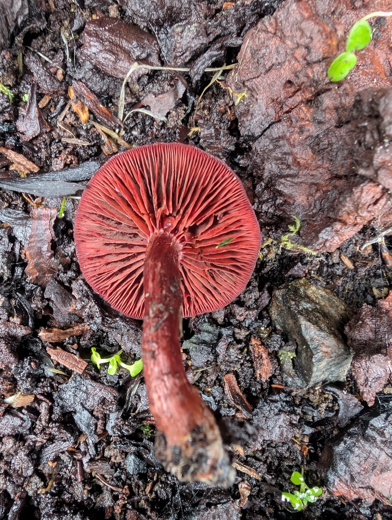Tubaria punicea · November 2025 · photo: © simonele (iNaturalist, cc-by)