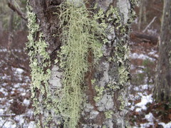 Usnea subgracilis