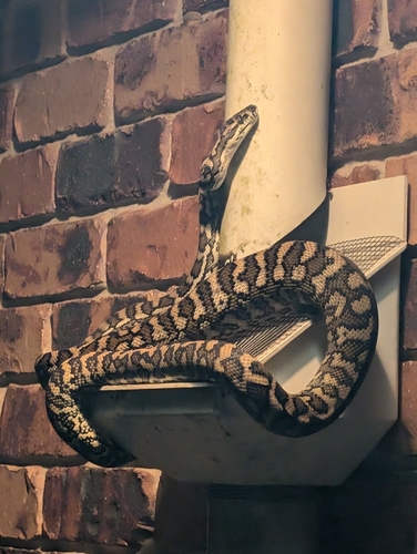 Coastal Carpet Python sighting