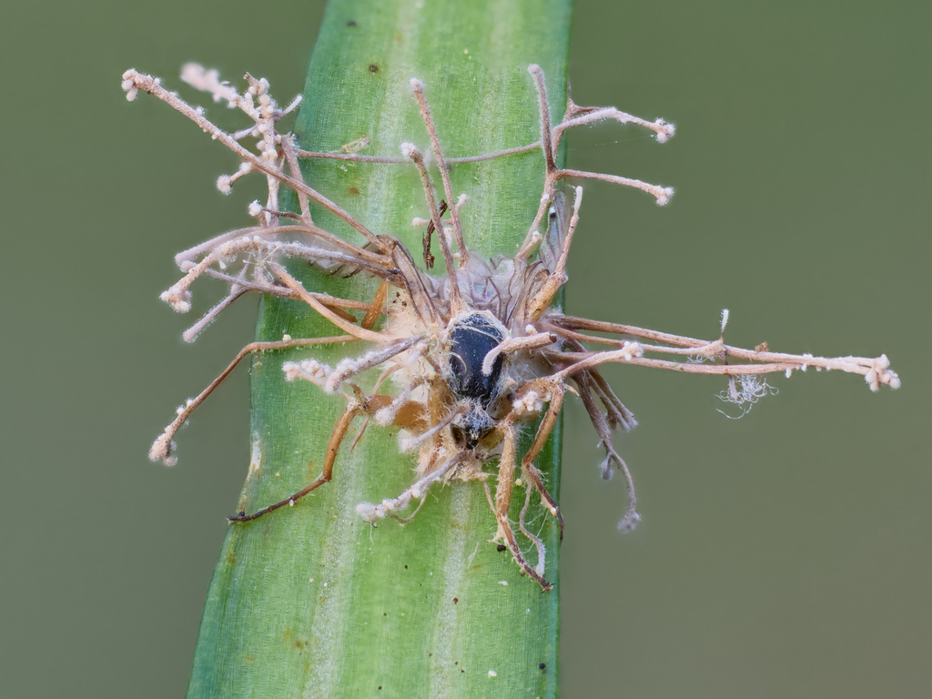 Ophiocordyceps sp. 'CA03'
