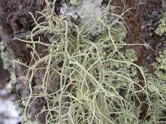 Usnea subgracilis