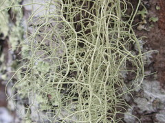 Usnea subgracilis