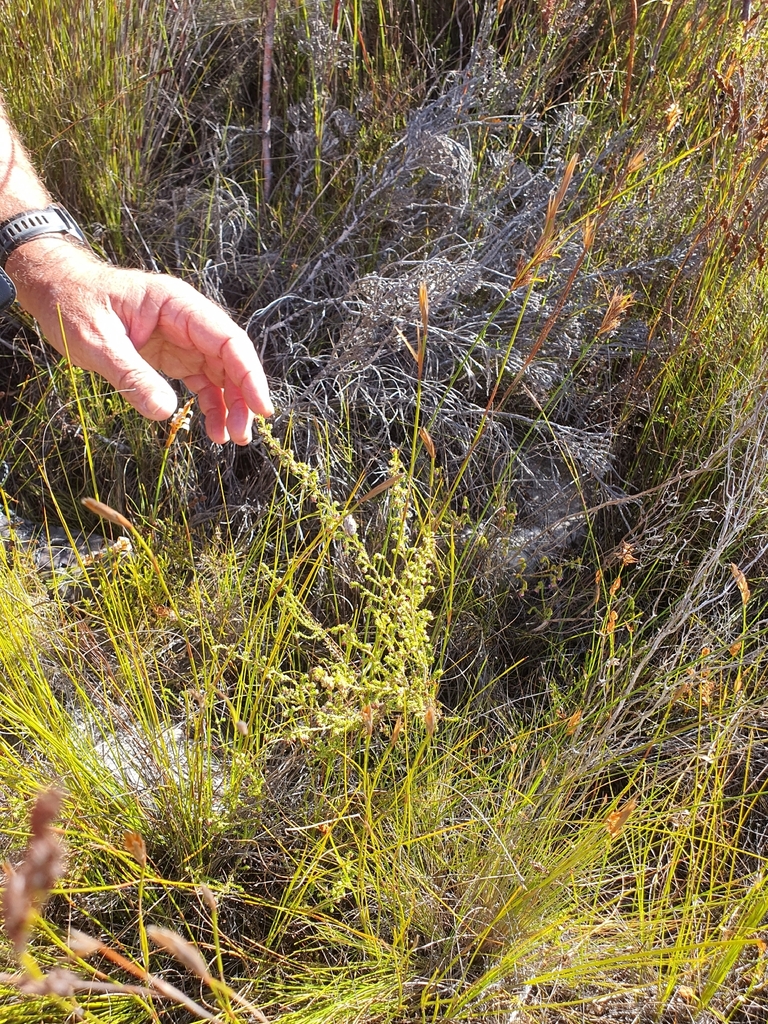 Erica crateriformis
