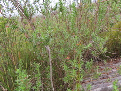 Cliffortia lanceolata