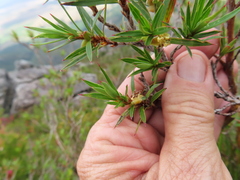 Cliffortia lanceolata