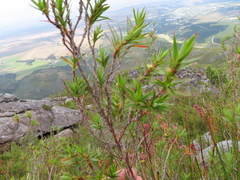 Cliffortia lanceolata