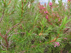 Cliffortia lanceolata