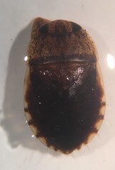 Pelocoris balius
