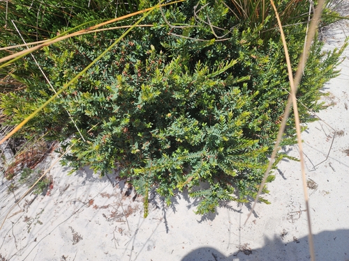 Egg and Bacon Plant (Eutaxia myrtifolia)
