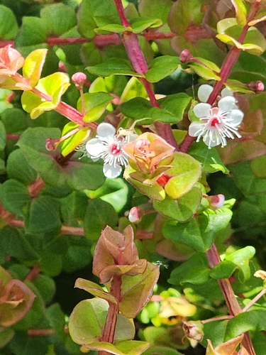 Hypocalymma cordifolium, photograph 3