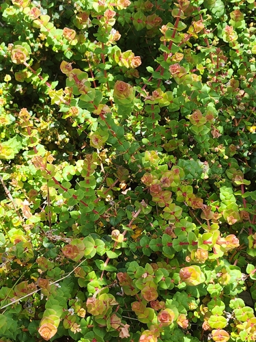 Hypocalymma cordifolium, photograph 4