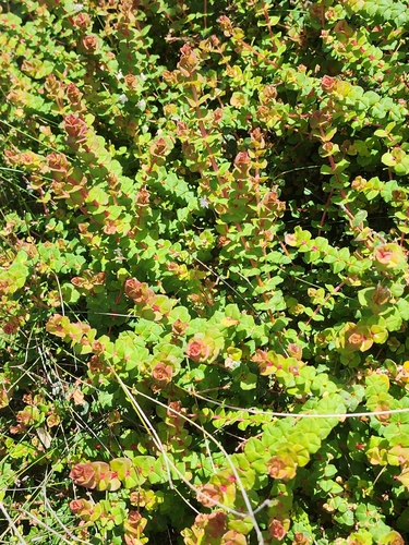 Hypocalymma cordifolium, photograph 5
