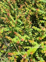 (c) Belinda Forbes, some rights reserved (CC BY) Hypocalymma cordifolium, photograph (c) Belinda Forbes, some rights reserved (CC BY)