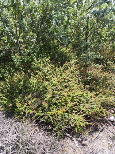 Hypocalymma cordifolium, photograph 6