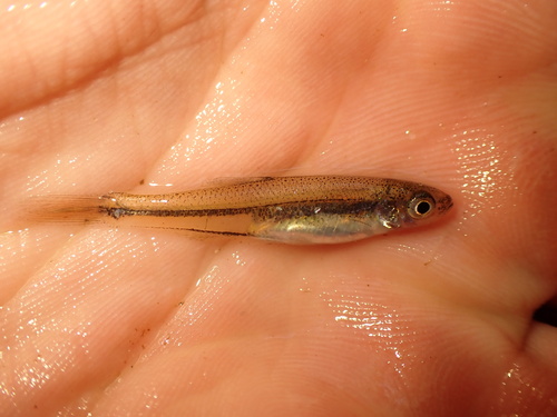 Lint-shiner (Lythrurus fumeus) — Cyprinidae — 2