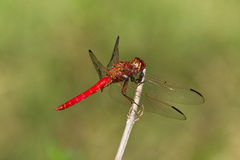 Orthemis nodiplaga