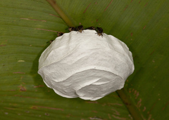 Charterginus nevermanni