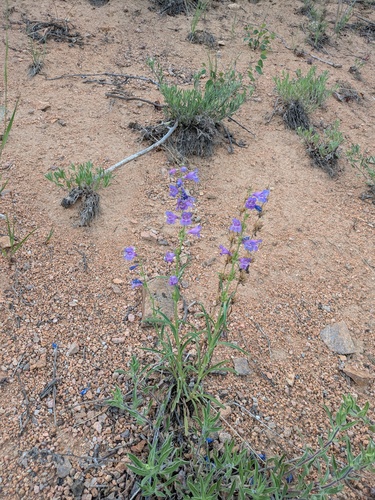 Gray’s Beardtongue (Penstemon virgatus)