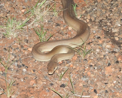 Olive Python sighting