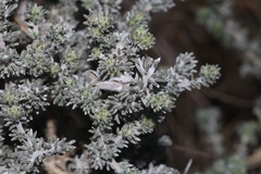 Aspalathus eustonbrownii