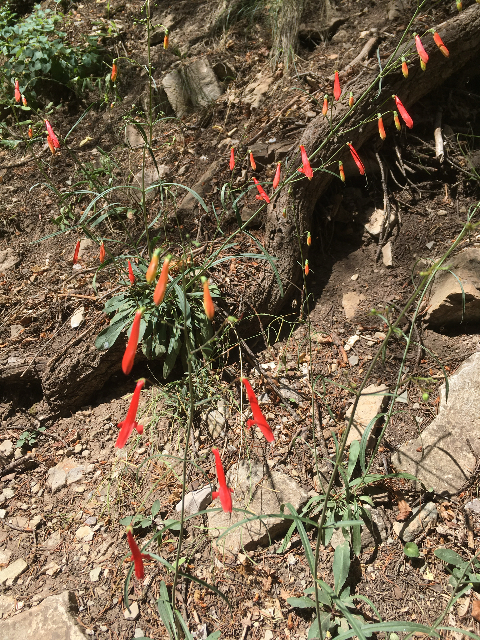 Beardlip Penstemon (Penstemon barbatus)