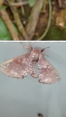 Apatelodes albipunctata