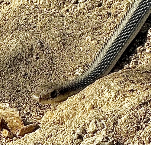 Desert Patch-nosed Snake