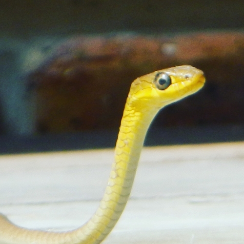 Common Tree Snake sighting