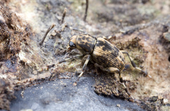 Habrissus omadioides