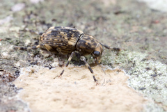 Habrissus omadioides