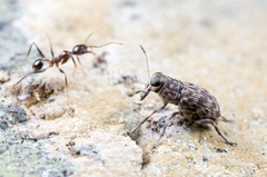 Litocerus