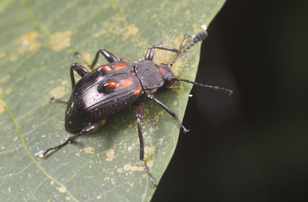 Phymatosoma