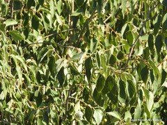 Celtis australis