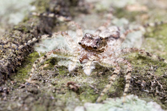 Phaeacius malayensis