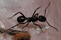 Rhytidoponera maniae