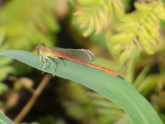 Odonata