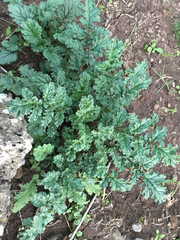 Scrophularia rubricaulis