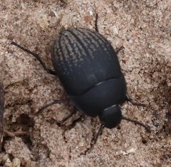 Eusattus reticulatus