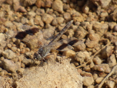 Brachythemis impartita