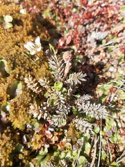 Acaena profundeincisa
