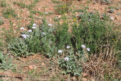 Arctotis venusta, photograph author not stated, no rights reserved