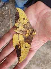 Eacles imperialis magnifica