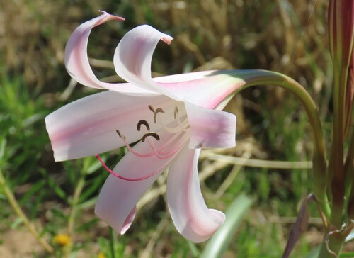 Veld Swamplily (Crinum lugardiae)
