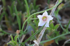 author not stated, no rights reserved Convolvulus sagittatus, photograph author not stated, no rights reserved