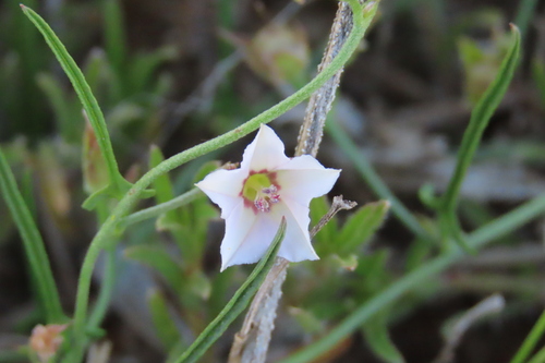 Convolvulus sagittatus, photograph 2